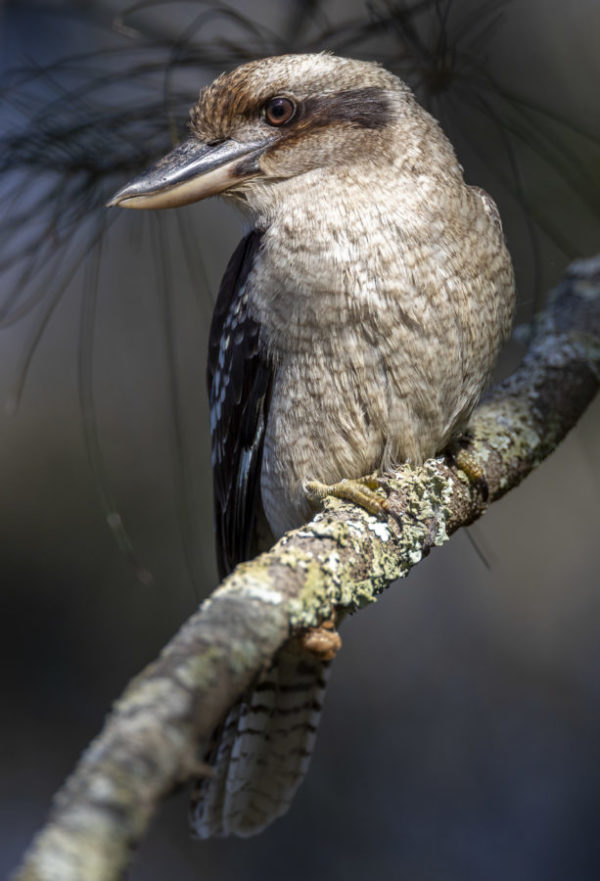 Laughing Kookaburra