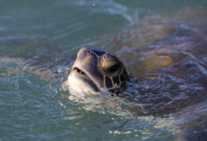 Green sea turtle