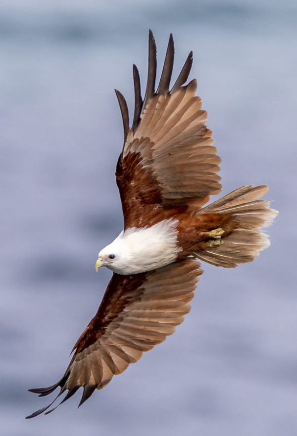 Brahminy Kite