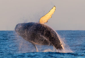 Humpback Whale