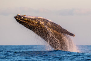 Humpback Whale