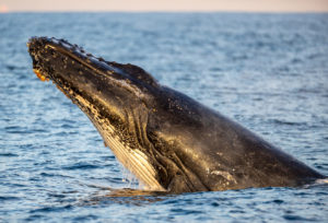 Humpback Whale