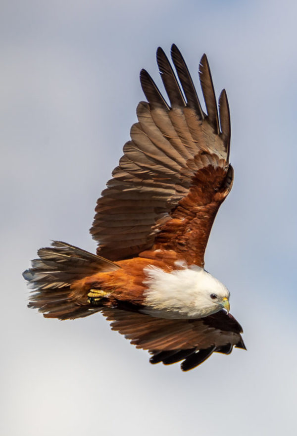 Brahminy Kite