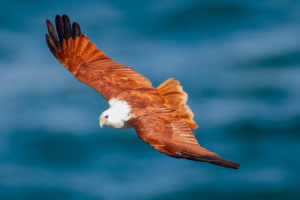 Brahminy Kite