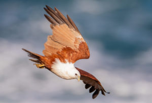 Brahminy Kite