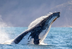 Humpback Whale