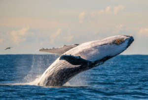 Humpback Whale