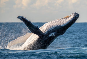 Humpback Whale