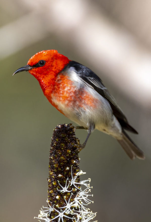 Scarlet Honeyeater