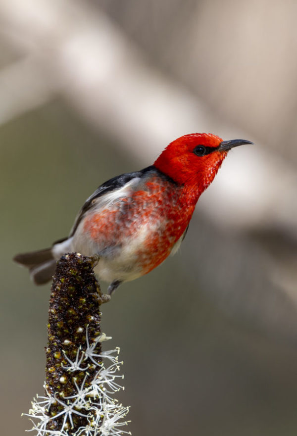 Scarlet Honeyeater