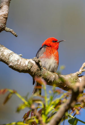 Scarlet Honeyeater
