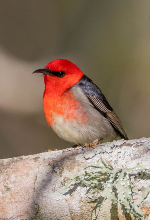 Scarlet Honeyeater