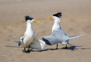 Crested Tern