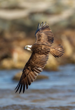 Eastern Osprey