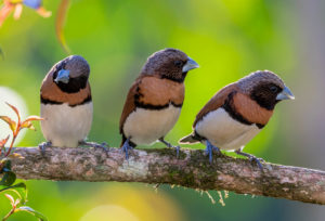 Chestnut-breasted mannikin