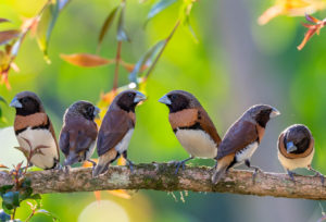 Chestnut-breasted mannikin