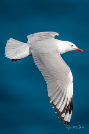 Silver Gull