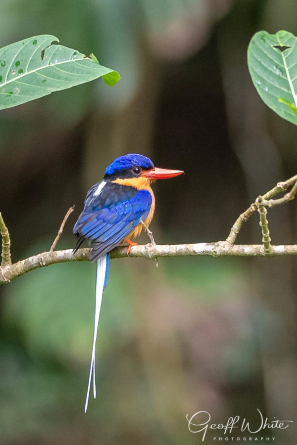 Colour Print - "Buff-breasted paradise kingfisher" (4190) Print for sale Buff-breasted paradise kingfisher
