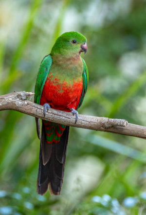 Australian King Parrot