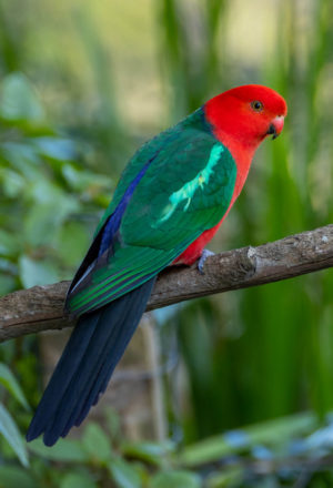 Australian King Parrot