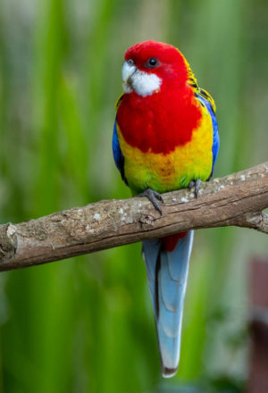 Eastern Rosella