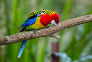 Eastern Rosella