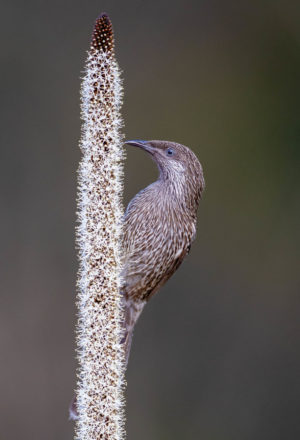 Little Wattlebird