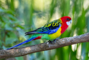 Eastern Rosella