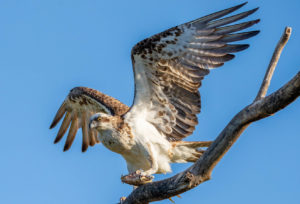 Eastern Osprey with Fish