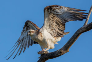 Eastern Osprey with Fish