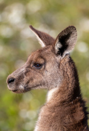 Eastern grey kangaroo