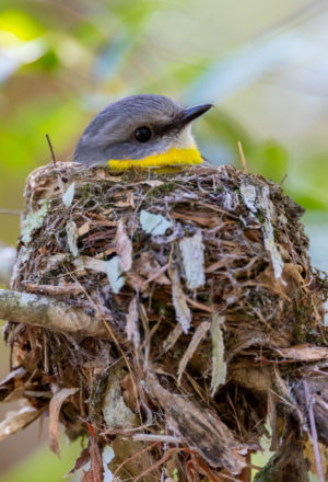 Eastern Yellow Robin