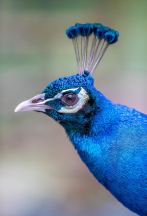 Peafowl