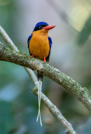 Buff-breasted paradise kingfisher