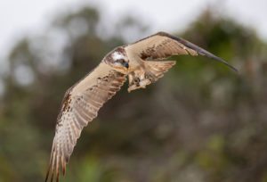 Eastern Osprey with Fish