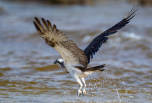 Eastern Osprey