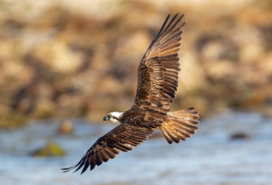 Eastern Osprey
