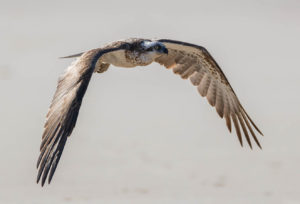 Eastern Osprey