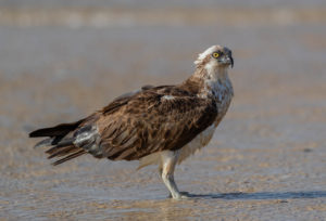Eastern Osprey