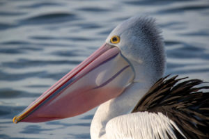 Australian Pelican