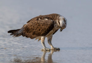 Eastern Osprey