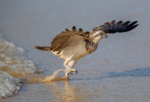 Eastern Osprey