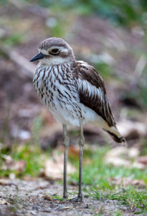 Bush Stone-curlew