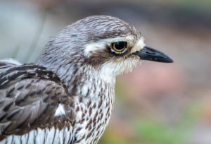 Bush Stone-curlew
