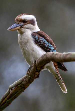 Laughing Kookaburra
