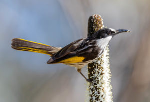 White-cheeked honeyeater