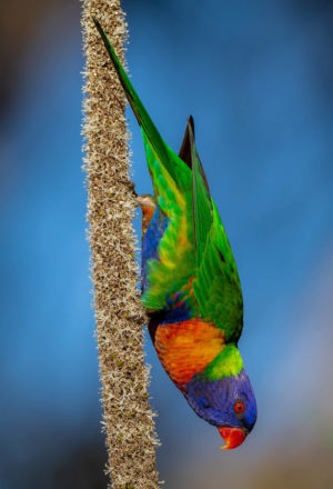 Rainbow lorikeet