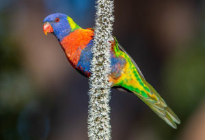 Rainbow lorikeet