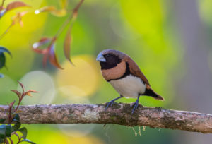 Chestnut-breasted mannikin
