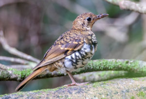 Russet-tailed thrush